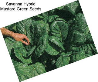 Savanna Hybrid Mustard Green Seeds