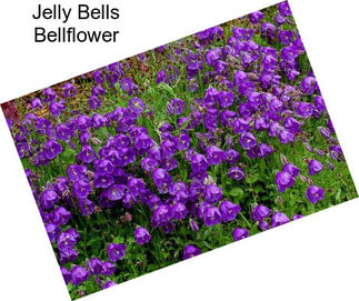 Jelly Bells Bellflower