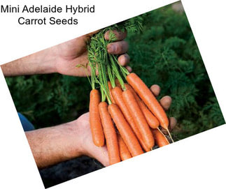 Mini Adelaide Hybrid Carrot Seeds