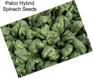 Palco Hybrid Spinach Seeds