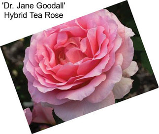 \'Dr. Jane Goodall\' Hybrid Tea Rose
