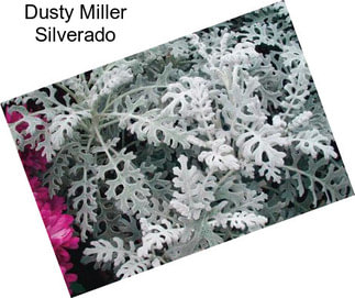 Dusty Miller Silverado