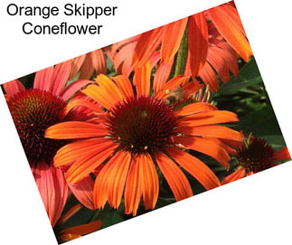 Orange Skipper Coneflower