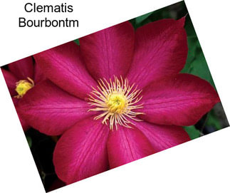 Clematis Bourbontm