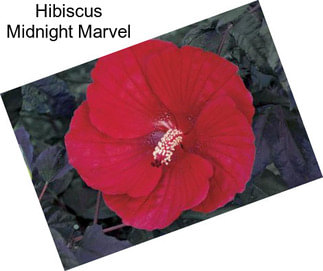 Hibiscus Midnight Marvel