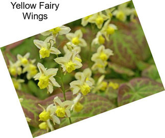 Yellow Fairy Wings