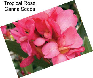 Tropical Rose Canna Seeds