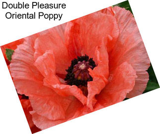 Double Pleasure Oriental Poppy