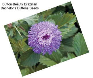 Button Beauty Brazilian Bachelor\'s Buttons Seeds