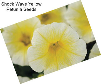 Shock Wave Yellow Petunia Seeds
