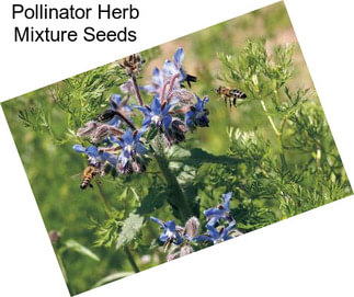 Pollinator Herb Mixture Seeds