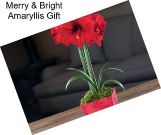 Merry & Bright Amaryllis Gift