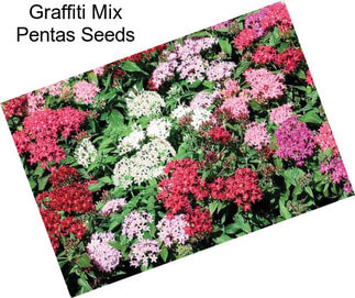 Graffiti Mix Pentas Seeds