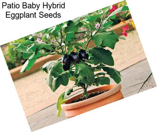 Patio Baby Hybrid Eggplant Seeds