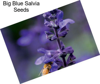 Big Blue Salvia Seeds