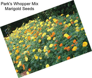 Park\'s Whopper Mix Marigold Seeds