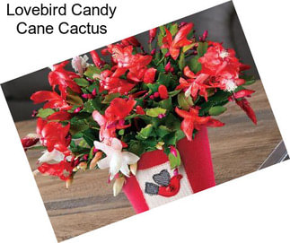 Lovebird Candy Cane Cactus