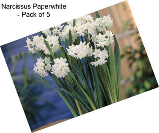 Narcissus Paperwhite - Pack of 5