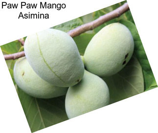 Paw Paw Mango Asimina