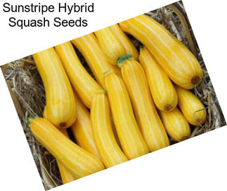 Sunstripe Hybrid Squash Seeds