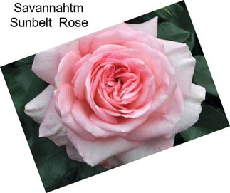 Savannahtm Sunbelt  Rose
