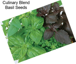 Culinary Blend Basil Seeds