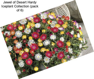 Jewel of Desert Hardy Iceplant Collection (pack of 6)