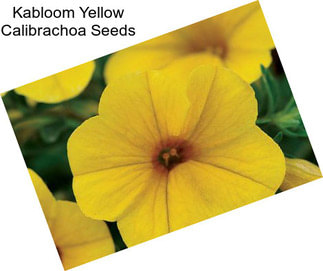 Kabloom Yellow Calibrachoa Seeds