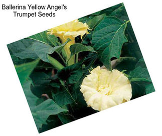 Ballerina Yellow Angel\'s Trumpet Seeds