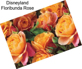 Disneyland Floribunda Rose