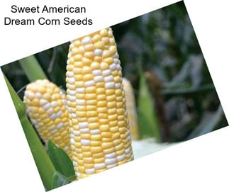 Sweet American Dream Corn Seeds