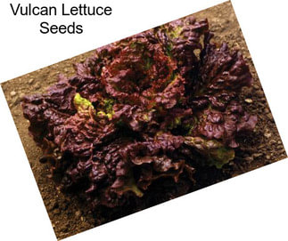 Vulcan Lettuce Seeds