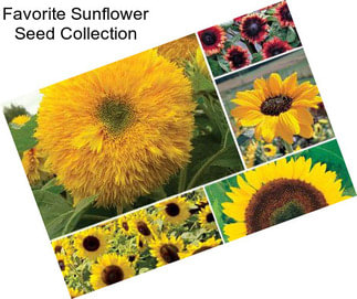 Favorite Sunflower Seed Collection