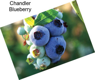 Chandler Blueberry
