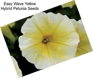 Easy Wave Yellow Hybrid Petunia Seeds