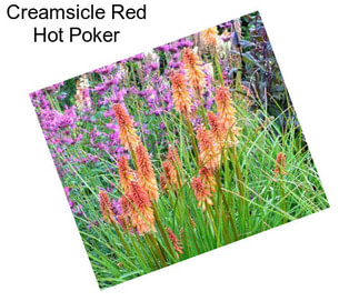 Creamsicle Red Hot Poker