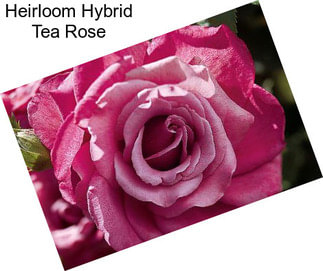 Heirloom Hybrid Tea Rose