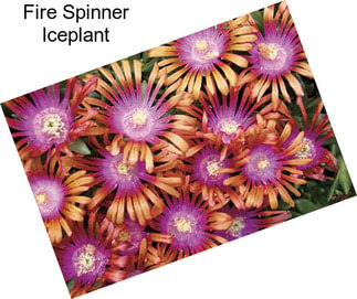 Fire Spinner Iceplant