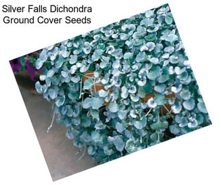 Silver Falls Dichondra Ground Cover Seeds