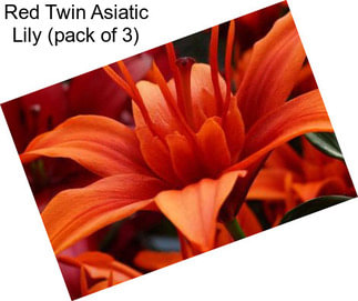 Red Twin Asiatic Lily (pack of 3)