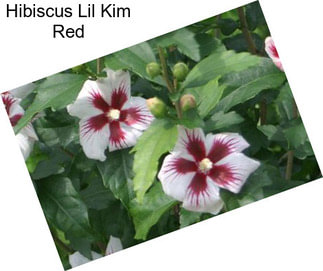 Hibiscus Lil Kim Red