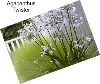 Agapanthus Twister