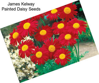 James Kelway Painted Daisy Seeds