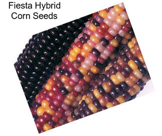 Fiesta Hybrid Corn Seeds