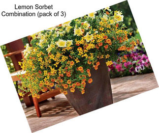 Lemon Sorbet Combination (pack of 3)