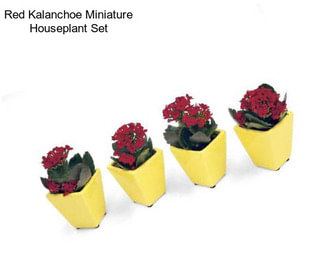 Red Kalanchoe Miniature Houseplant Set
