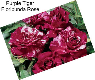 Purple Tiger Floribunda Rose