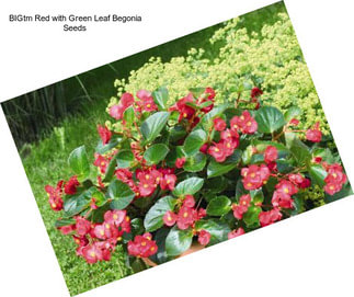 BIGtm Red with Green Leaf Begonia Seeds