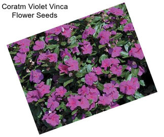 Coratm Violet Vinca Flower Seeds