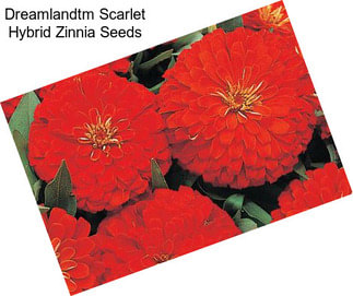 Dreamlandtm Scarlet Hybrid Zinnia Seeds